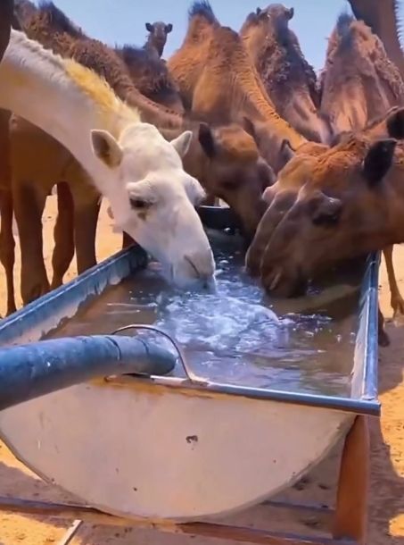 " الزراعة"  تدعو مربي الإبل للوقاية من أمراض فصل الخريف