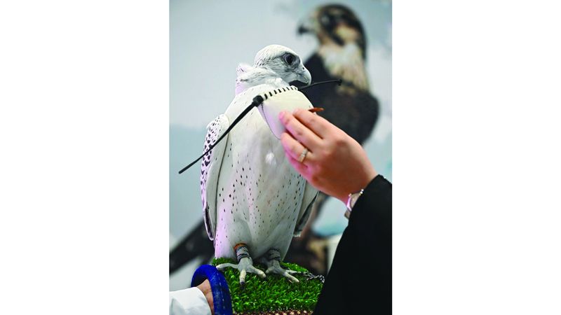 الامارات | الصقارة في يومها العالمي 16 نوفمبر: 100 ألف صقار في 90 دولة