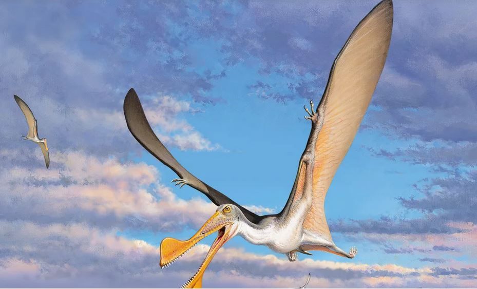 الامارات | حفرية تكشف تاريخ زواحف طائرة عاشت قبل 147 مليون سنة