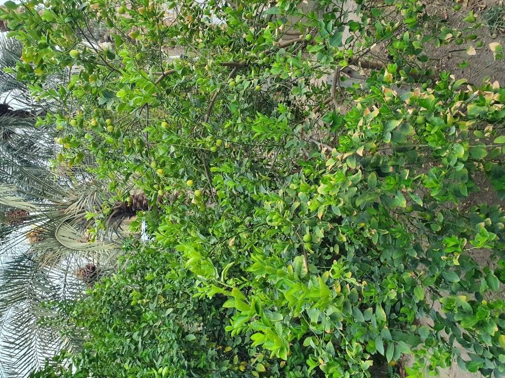 اللومي يثير جدلًا واسعًا بين المزارعين