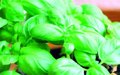 الامارات | نوع أعشاب مفعوله سحري في ضبط الضغط والسكر