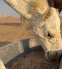 حظر الأسلاك والأنابيب.. 15 شرطًا جديدًا لـ «المختبرات الغذائية»