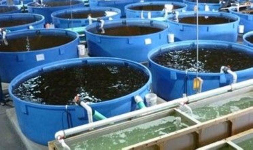 "الثروة السمكية": الشتاء يُبطئ نمو وتكاثر الأسماك في المزارع