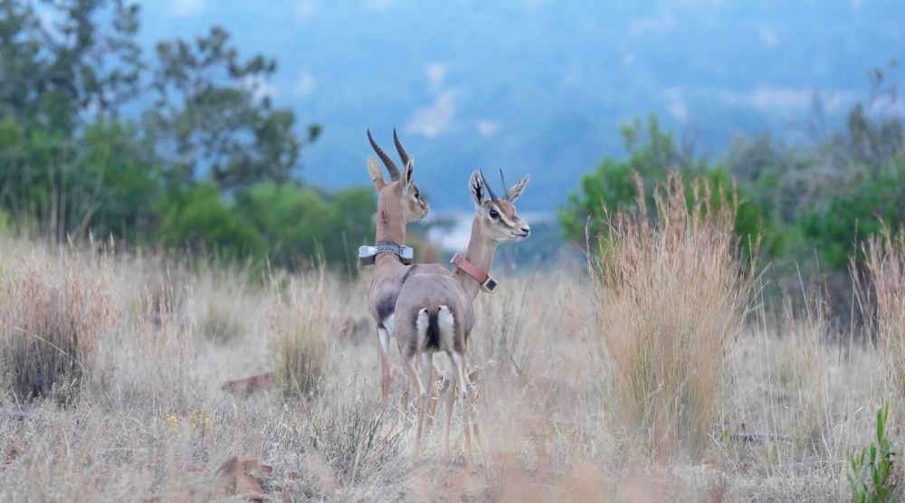 متنزه السودة.. "الحياة الفطرية" تطلق 26 كائنًا مهددًا بالانقراض