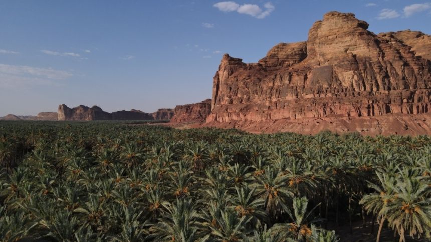 خبراء دوليون يطرحون حلولًا مستدامة لتعزيز ريادة المملكة في إنتاج وتصدير التمور