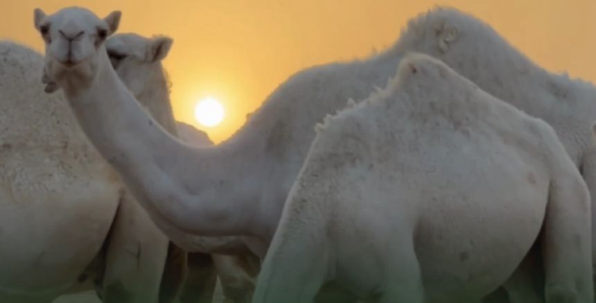 "الزراعة" تحذر من تسمم الإبل في الخريف وتوصي بإجراءات وقائية