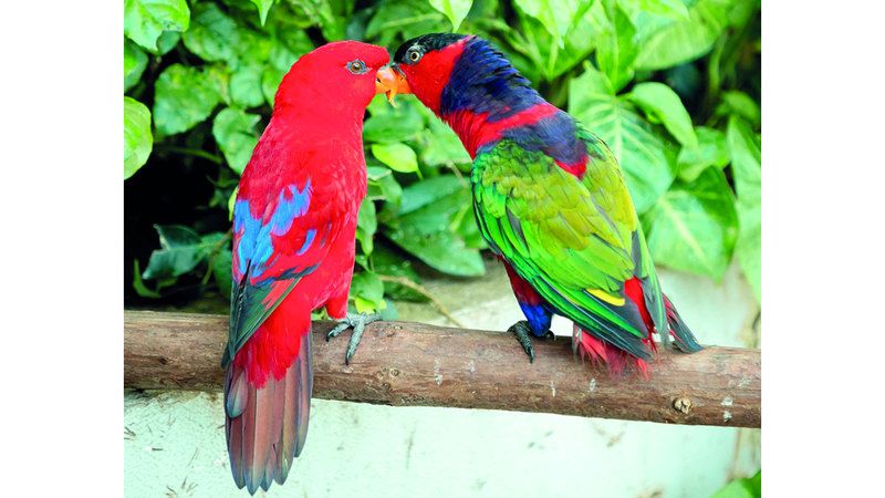 الامارات | قصة مصوّرة ..  طيور نادرة وتماسيح قزمة  في «جرين بلانيت دبي»