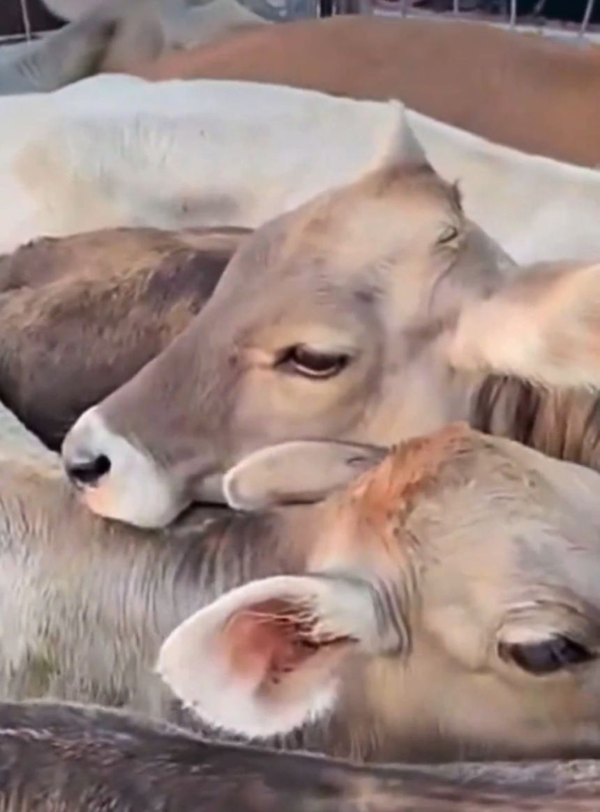 ”البيئة“: تحصين الأبقار ضد الحمى المالطية خطوة أساسية لحماية الثروة الحيوانية