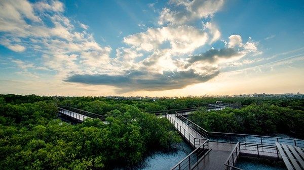 COP29.. تقدم كبير في تنفيذ استراتيجية التغير المناخي لـ «أبوظبي 2023-2027»