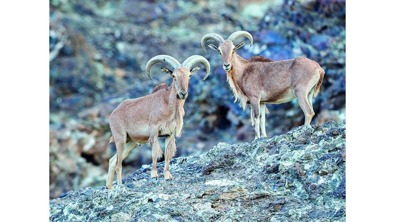 الامارات | الأغنام البربرية.. مشهد رشيق بين جبال حتا