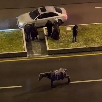 الامارات | حصان يتجمّد وسط العواصف الثلجية في تركيا.. فيديو