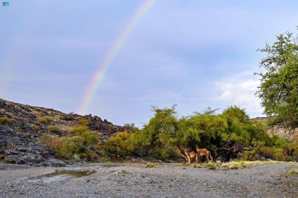 "الأرصاد" ينبه من أمطار من متوسطة إلى غزيرة على الباحة