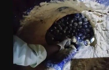 الخليج اليوم .. مخبأة بـ"جذوع الأشجار".. بالصور ضبط 200 كلغ مخدرات باليمن