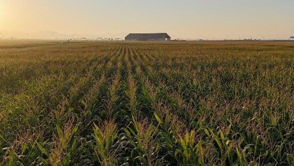 نجاح أول تجربة لإنتاج السيلاج العضوي في مزرعة مليحة