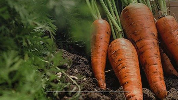 "التغير المناخي والبيئة": خلو أسواق الدولة من الجزر العضوي الملوث