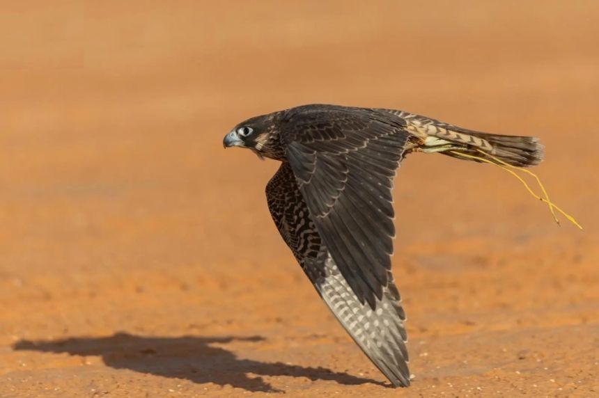 يبدأ 3 ديسمبر.. الصقارون يستعدون لمنافسات مهرجان الملك عبدالعزيز