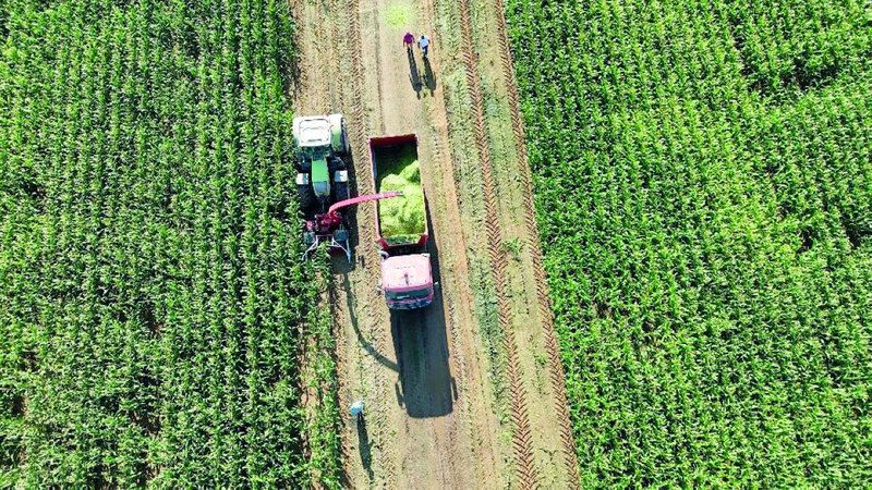 الامارات | نجاح أول تجربة لإنتاج «السيلاج العضوي» بمزرعة مليحة في الشارقة