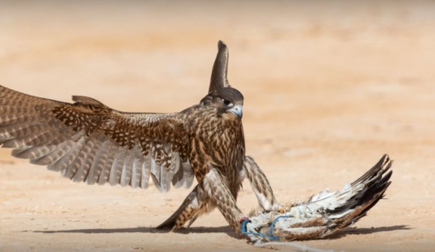 بجوائر 36 مليونا.. تفاصيل استعدادات مهرجان الملك عبدالعزيز للصقور