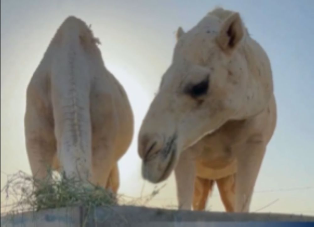 "الزراعة" تدعو المربين لترشيد استهلاك الأعلاف للحفاظ على الموارد