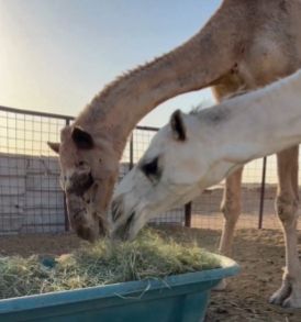 "الزراعة" تدعو المربين لترشيد استهلاك الأعلاف للحفاظ على الموارد