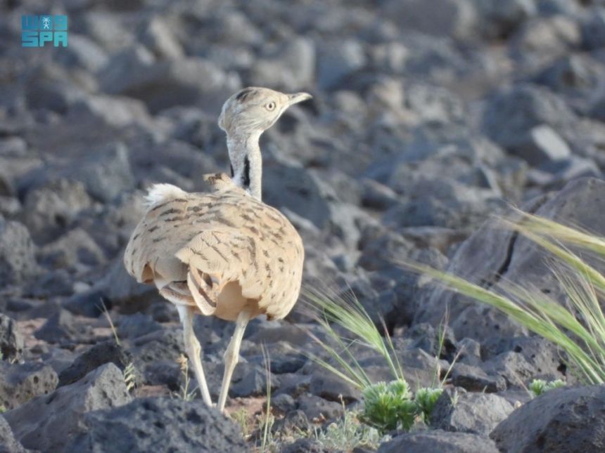 القبض على 4 لارتكابهم مخالفة الصيد بمحمية الملك سلمان الملكية
