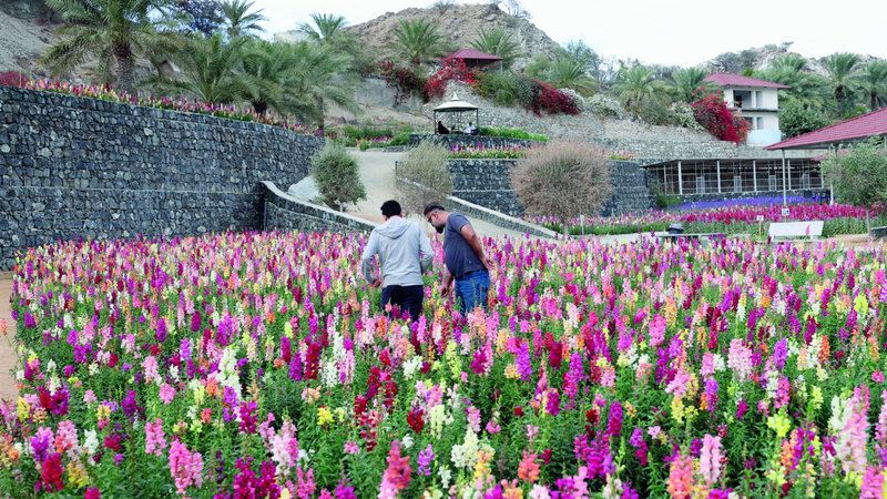 الامارات | «ورد الإمارات» تزهو بـ 50 ألف زهرة