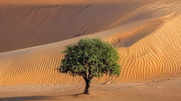 الإمارات.. الأولى إقليمياً وعربياً وخليجياً في مؤشر الأداء البيئي 2024