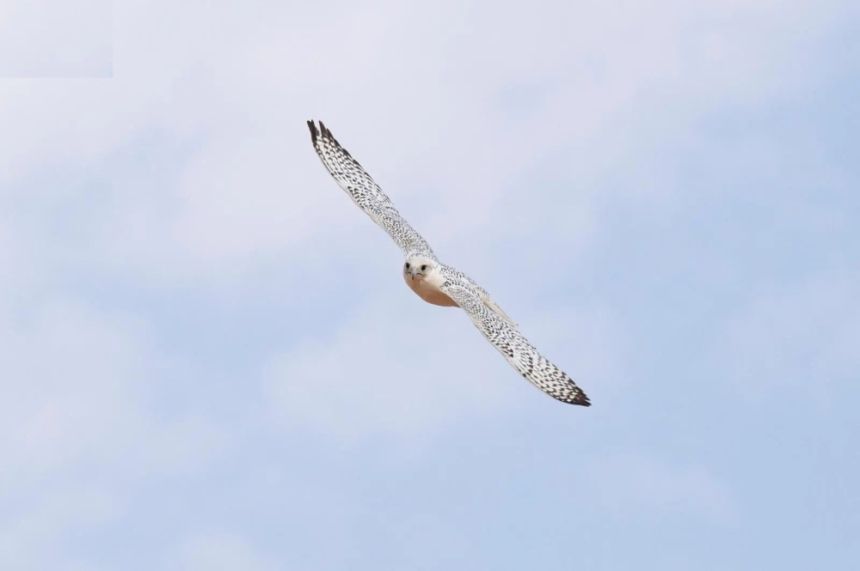 النتائج كاملة.. محترفون محليون يتنافسون في 6 أشواط بمهرجان الصقور