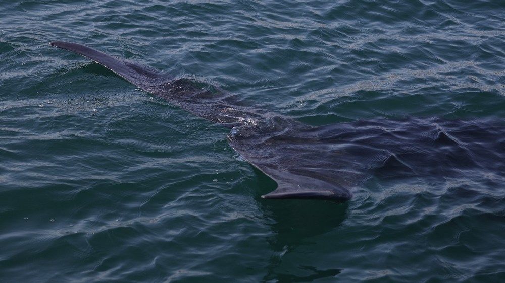 ظهور استثنائي لحوت "برايد" في الفجيرة