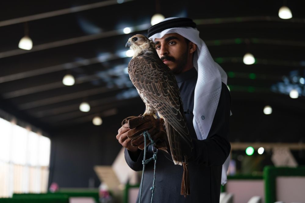 مهرجان الملك عبدالعزيز.. تفاصيل استعداد الصقارين لمسابقة المزاين
