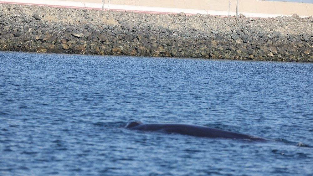 ظهور استثنائي لحوت "برايد" في الفجيرة
