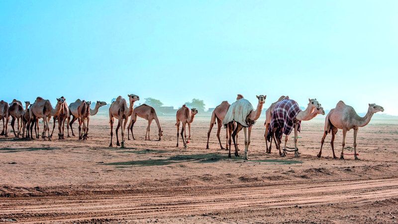 الامارات | رحلة كاتبتين إماراتيتين في «ناشيونال جيوغرافيك»