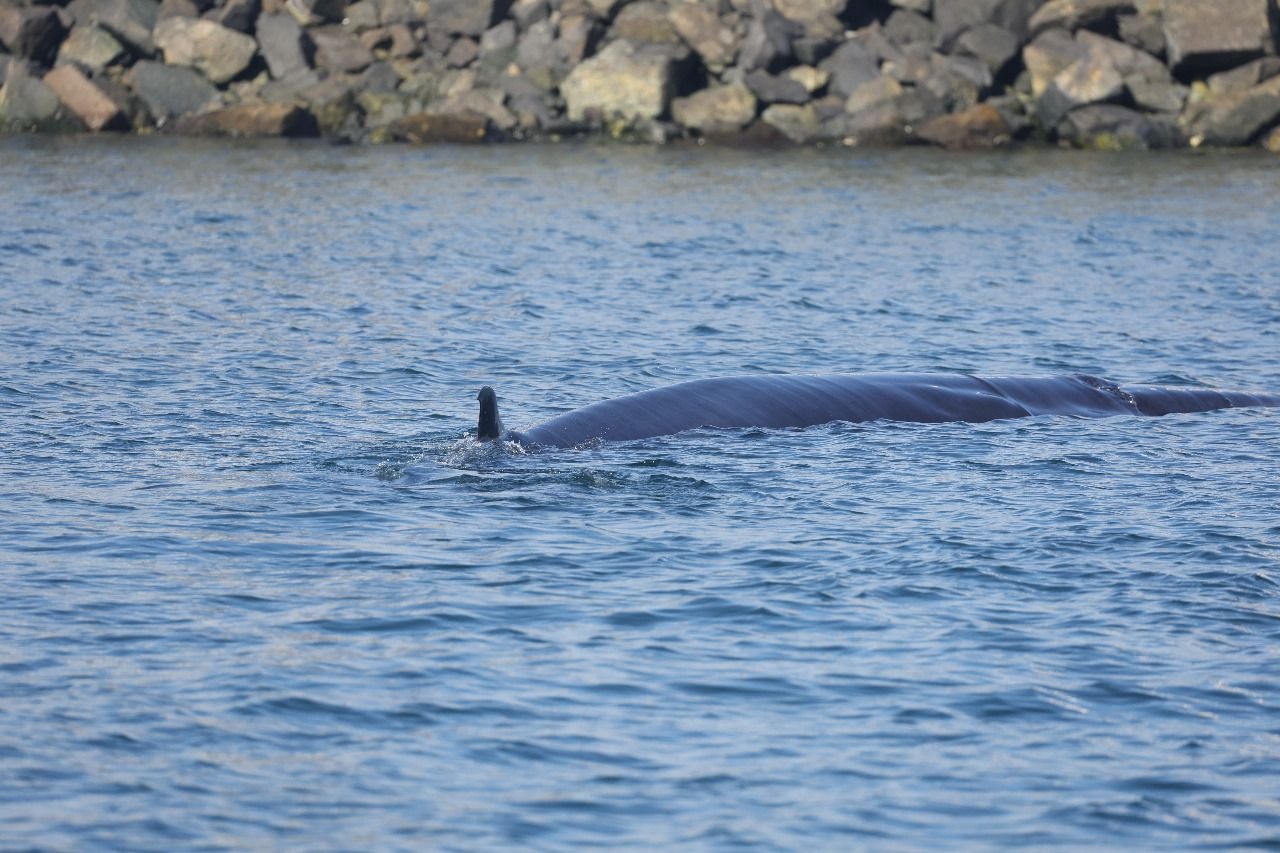 الامارات | ظهور استثنائي لحوت برايد في الفجيرة