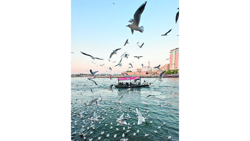 الامارات | النوارس تحطّ في دبي