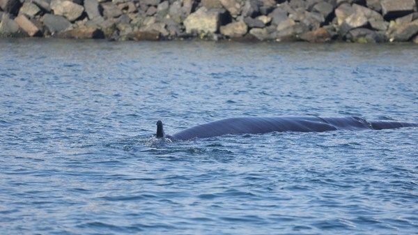 ظهور استثنائي لحوت "برايد" في الفجيرة