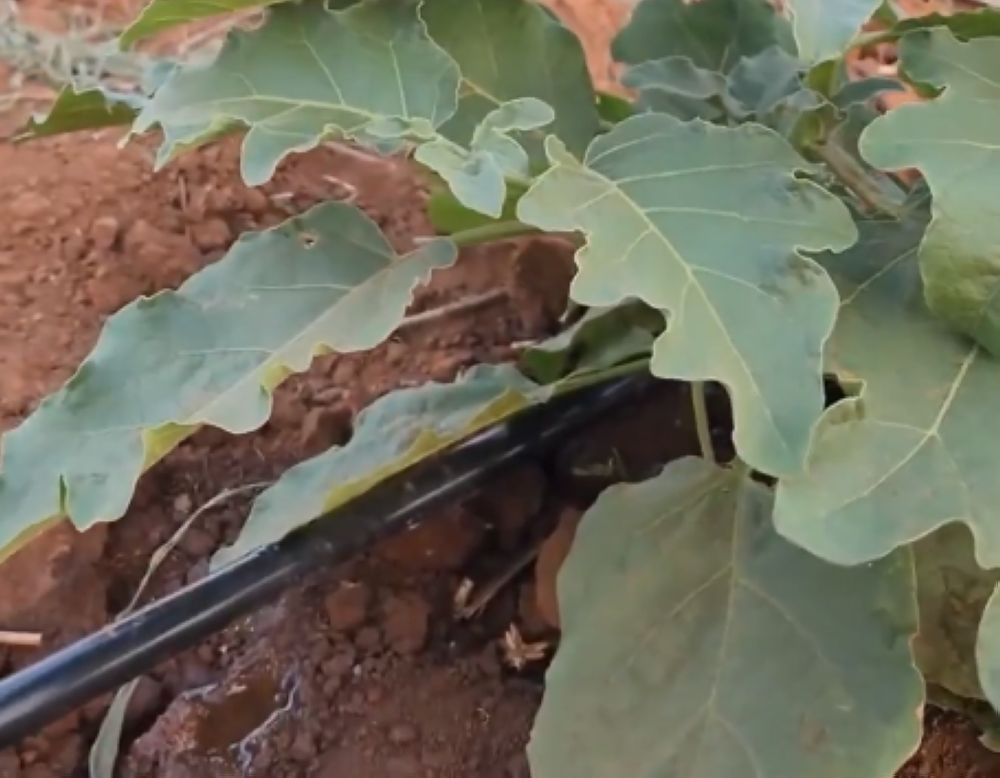 "الزراعة": الري بالتنقيط خيار أمثل لتحسين إنتاجية للباذنجان