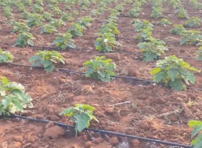 "الزراعة": الري بالتنقيط خيار أمثل لتحسين إنتاجية للباذنجان