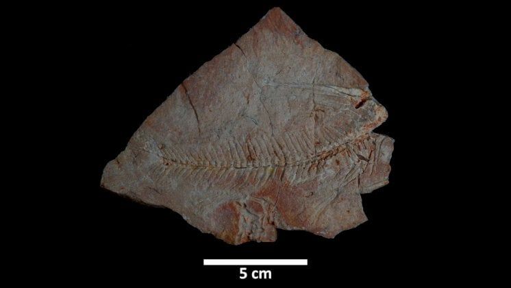اكتشاف بقايا بحرية عمرها 56 مليون عام في السعودية