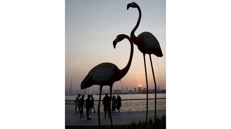 الامارات | «الفلامنغو»..  مشهد ساحر في خور دبي