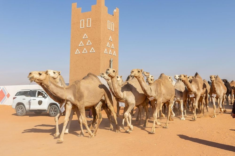 قائمة نتائج الفائزين في مسابقات اليوم الثامن من مهرجان الإبل