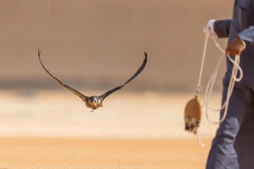 النتائج كاملة.. إقامة 7 أشواط تأهيلية للسعوديين في مهرجان الصقور