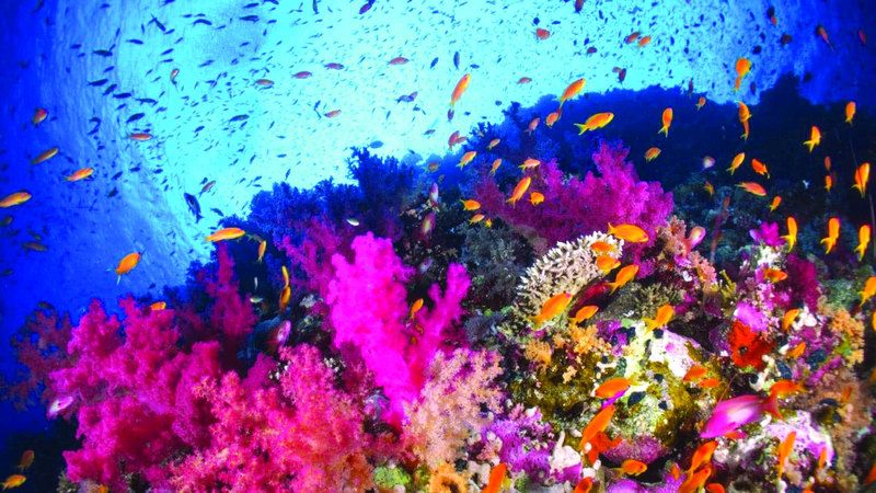 الامارات | خريطة للأنواع البحرية باستخدام الحمض النووي البيئي