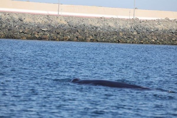 الفجيرة.. نجاح إعادة الحوت "برايد" إلى مسار هجرته