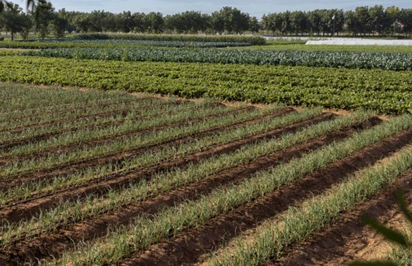 حمدان بن زايد يصدر قراراً بشأن سياسة حماية التربة من التدهور في أبوظبي