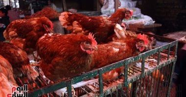 أسعار الفراخ وكرتونة البيض اليوم الجمعة 13 ديسمبر 2024