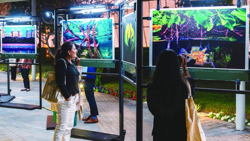 الامارات | 40 مصوراً عالمياً في معرض أشجار القرم