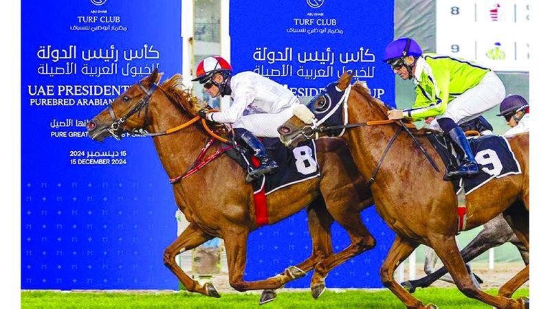 الامارات | كأس رئيس الدولة للخيول العربية ينطلق اليوم