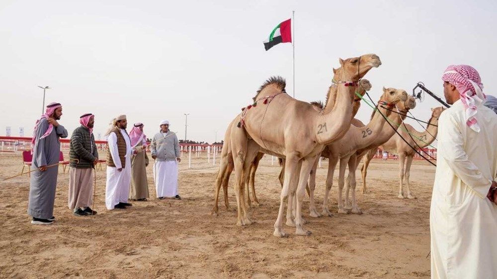 تتويج الفائزين في أشواط سن اللقايا بمزاينة مدينة زايد