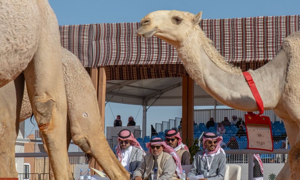 مهرجان الإبل يعزز الاستدامة البيئية بالعناية بـ 1244 شجيرة ونخلة