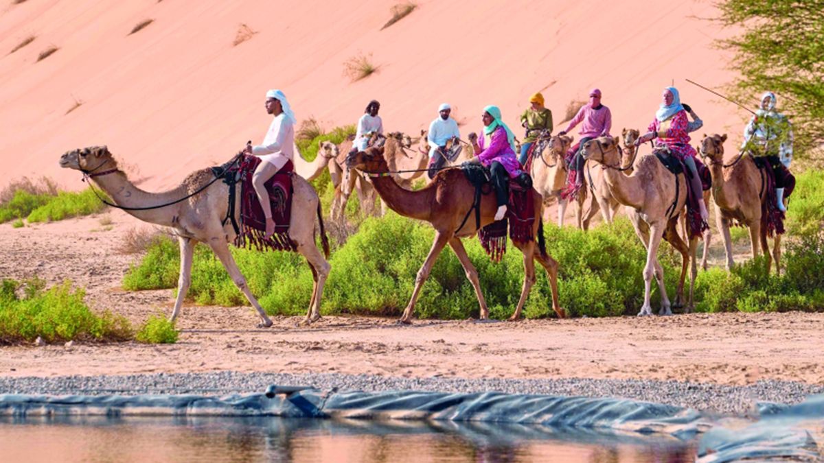 الامارات | رحلة الهجن تقطع الصحراء الغربية في الطريق إلى وجهتها النهائية